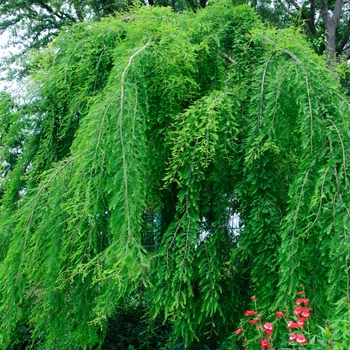 Taxodium distichum 'Falling Waters' - Falling Waters Weeping Bald Cypress
