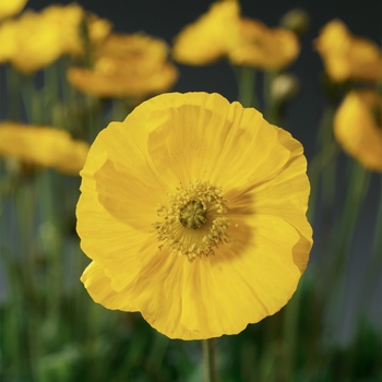 Papaver nudicaule 'Spring Fever Yellow' - Spring Fever Iceland Poppy