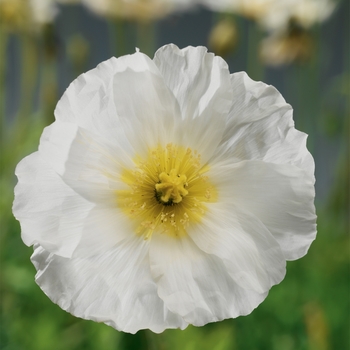 Papaver nudicaule 'Spring Fever White' - Spring Fever™ White Iceland Poppy