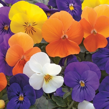 Many colors and varieties - 6 Inch Pansies