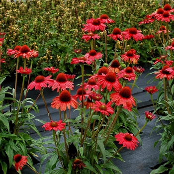 Echinacea Kismet™ 'Red' - Coneflower Kismet™ 'Red'