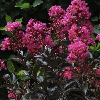 Lagerstroemia x 'Center Punch