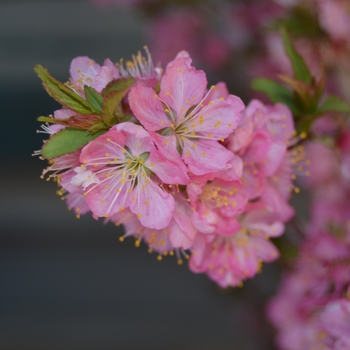 Prunus jacquemontii 'Sweet Pink' - Bush Cherry