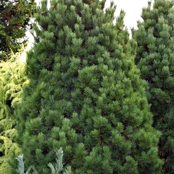 Pinus cembra - Swiss Stone Pine