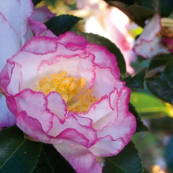 Camellia sasanqua - October Magic® Inspiration™ Camellia