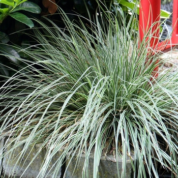 Carex oshimensis 'Everest' - Japanese Sedge EverColor® 'Everest'
