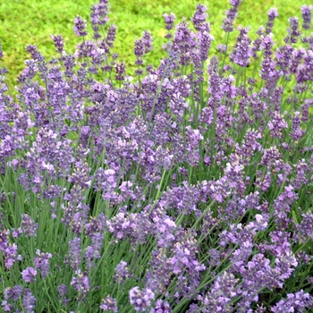 Lavandula angustifolia 'Munstead' - Lavender