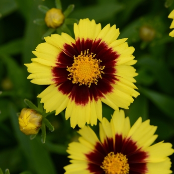 Coreopsis UpTick™ 'Yellow & Red' - UpTick™ Yellow and Red Tickseed