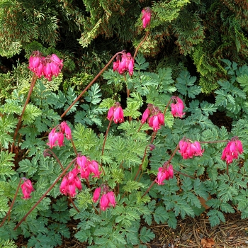 Dicentra 'Amore Rose' - Bleeding Hearts
