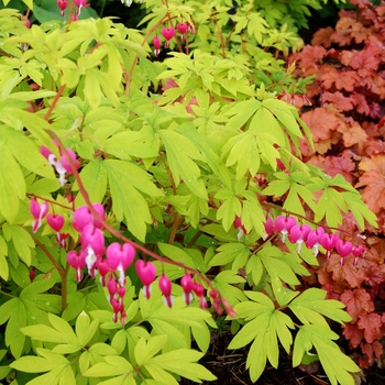 Dicentra spectabilis 'Gold Heart' - Gold Heart Old-Fashioned Bleeding Heart