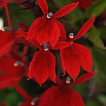 Lobelia x speciosa 'Starship Scarlet' - Starship Scarlet Cardinal Flower