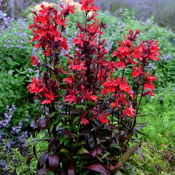 Lobelia speciosa 'Vulcan Red' - Cardinal Flower