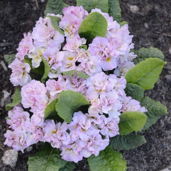 Primula vulgaris 'Pink Ice' - Primrose Belarina® 'Pink Ice'