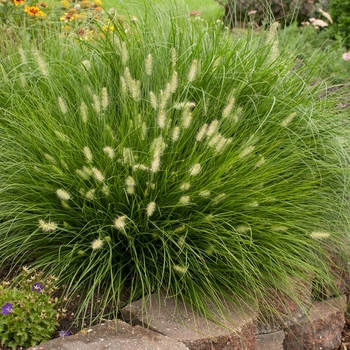 Pennisetum alopecuroides 'Little Bunny' - Mini Fountain Grass 'Little Bunny'