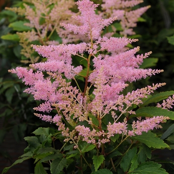 Astilbe 'Younique Silvery Pink' - Younique Silvery Pink Astilbe