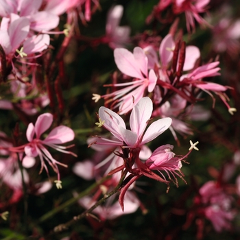 Gaura lindheimeri 'Belleza Dark Pink' - Belleza Dark Pink Wand Flower 