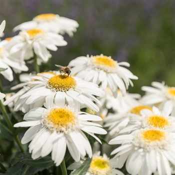 Leucanthemum 'Sweet Daisy Birdy' - Sweet Daisy Birdy Shasta Daisy