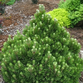 Pinus heldreichii (leucodermis) - 'Banderica' Bosnian Pine