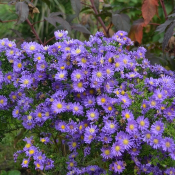 Symphytotichum novae-angliae - Aster 'Kickin Lilac Blue'