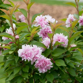 Prunus incisa 'Zuzu' - Dwarf Flowering Cherry