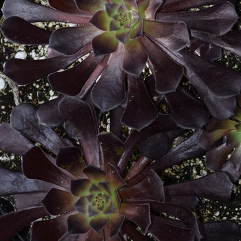 Aeonium arboreum 'Schwartzkopf' - Black Rose