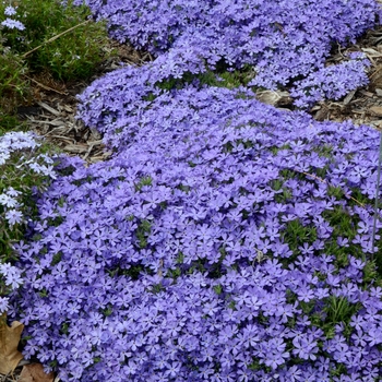 Phlox hybrid 'Violet Pinwheels' - Violet Pinwheels Hybrid Spring Phlox