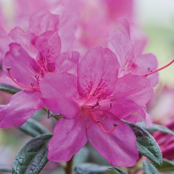 Rhododendron 'Conlee' PP10567 - Encore® Autumn Amethyst®