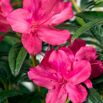 Rhododendron (Azalea) - Encore® 'Autumn Jewel®'