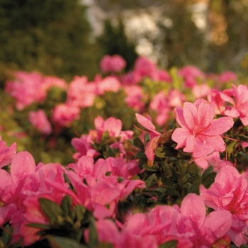 Rhododendron 'Conleb' PP12109 - Encore® Autumn Empress™
