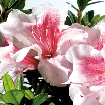 Rhododendron 'Robled' PP15862 - Encore® Autumn Chiffon™
