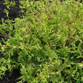 Chamaecyparis pisifera 'Vintage Gold' - False Cypress