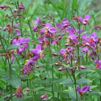 Virginia Meadow Beauty Rhexia virginica - Virginia Meadow Beauty