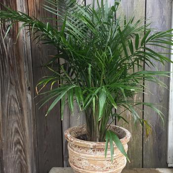 Chamaedorea cataractarcum - Cat Palm
