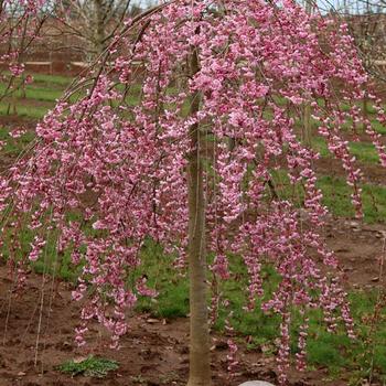Prunus ''Pink Cascade'' - 'Pink Cascade'® Cherry
