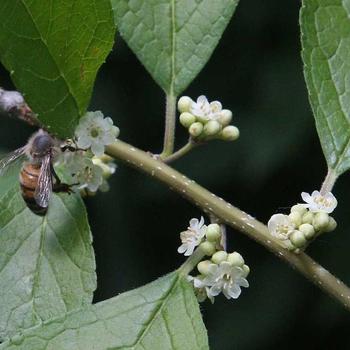Ilex verticillata 'Southern Gentleman' - Male Winterberry Holly