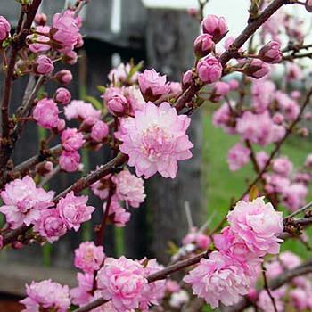 Prunus ''Rosea'' - Dwarf Flowering almond