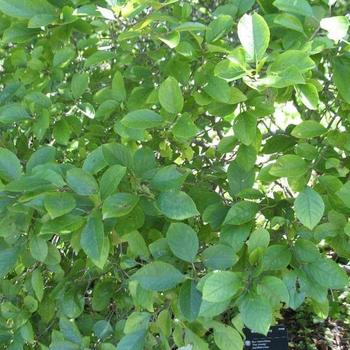 Ilex verticillata ''Jim Dandy'' - Male Winterberry Holly