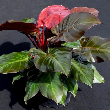 Philodendron 'McColley's Finale' - McColley's Finale Philodendron
