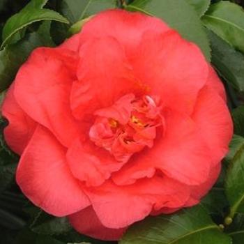 Camellia japonica ''April Rose'' - April Rose Camellia