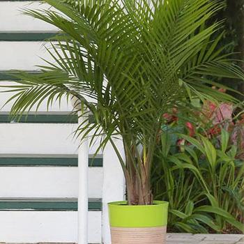 Ravenea rivularis - Majesty Palm