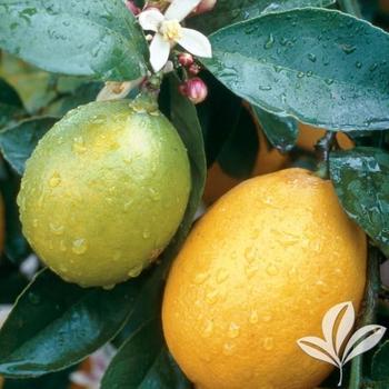 Citrus limon 'Meyer' - Meyer Lemon Tree