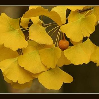 Ginkgo biloba 'Princeton Sentry' - Maidenhair Tree