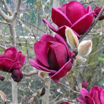 Magnolia soulangeana x liliflora 'Genie' - Magnolia
