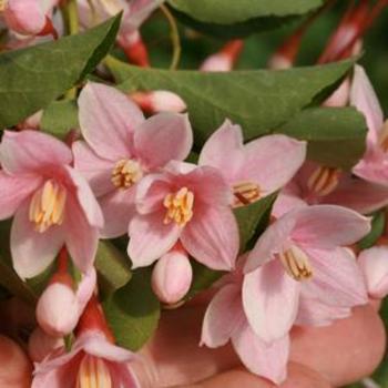 Styrax japonica 'Marley's Pink Weeping' - Pink Weeping Japanese Snowbell