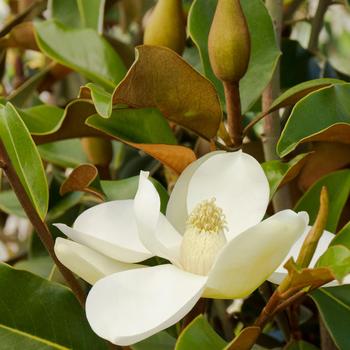 Magnolia grandiflora 'Bracken's Brown Beauty' - Southern Magnolia