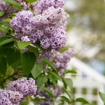 Syringa vulgaris - Old Fashion Grandma's Purple Lilac