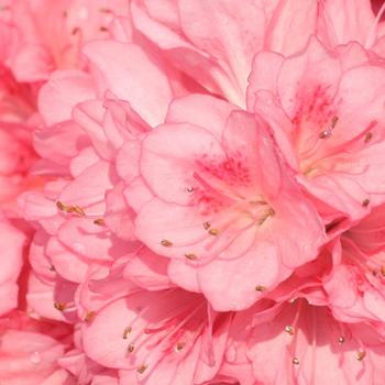 Rhododendron x 'Blaauw's Pink' - Blaauw's Pink Evergreen Azalea