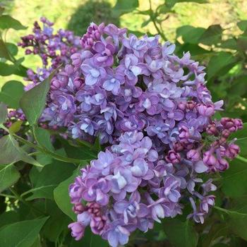 Syringa hyacinthiflora ' Scentara Double Blue' - Double Blue Lilac