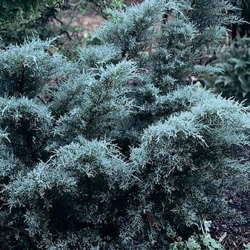 Juniperus chinensis 'Angelica Blue' - Angelica Blue Juniper