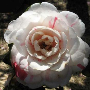 Camellia japonica ''April Dawn'' - Camellia 'April Dawn'